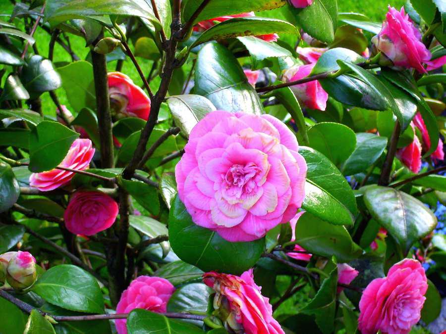 Kamelie (lat:: Camellia japonica)