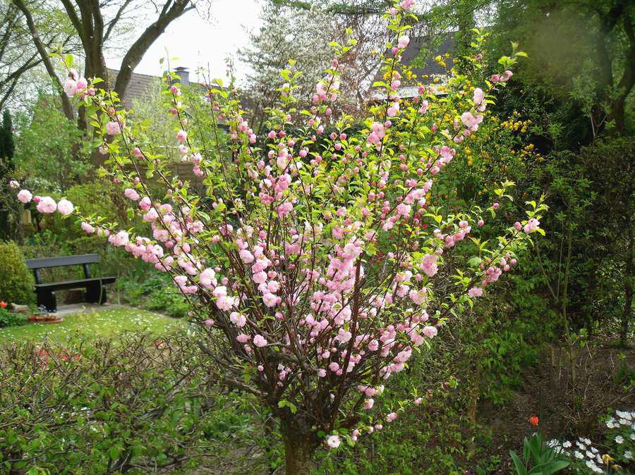 Mandelbaum  (Prunus dulcis)