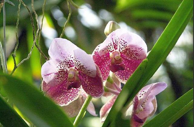 Orchideen (Orchidaceae)