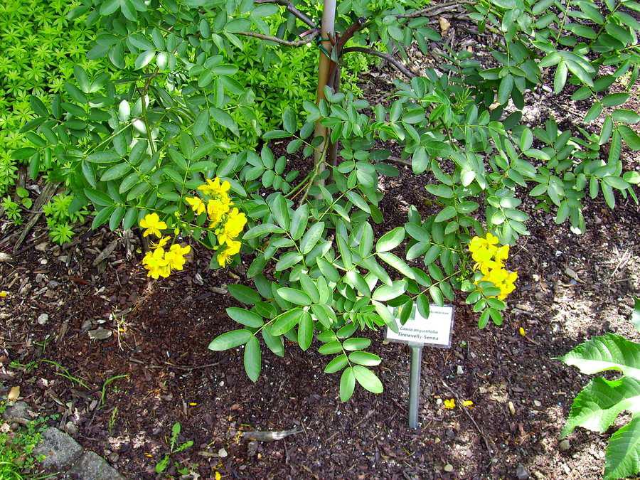 Senna alexandrina (lat:: Cassia angustifolia)