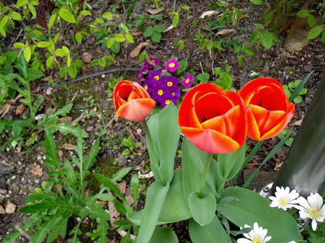 Tulpen (lat.: Tulipa)